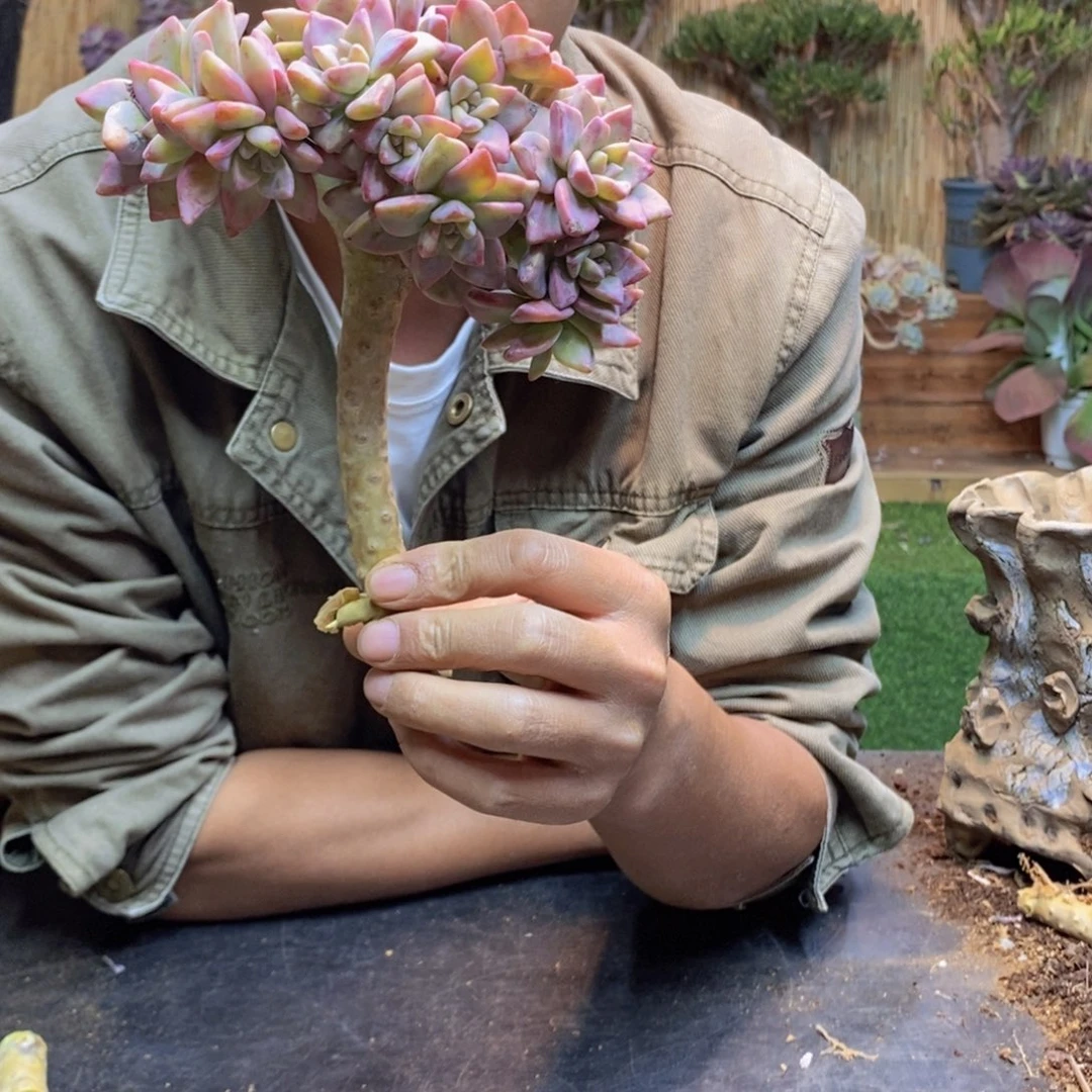 泡*、20 号淡雪缀化。