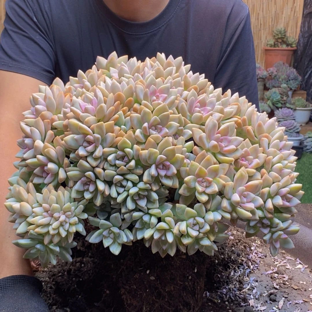 254 号淡雪缀化。