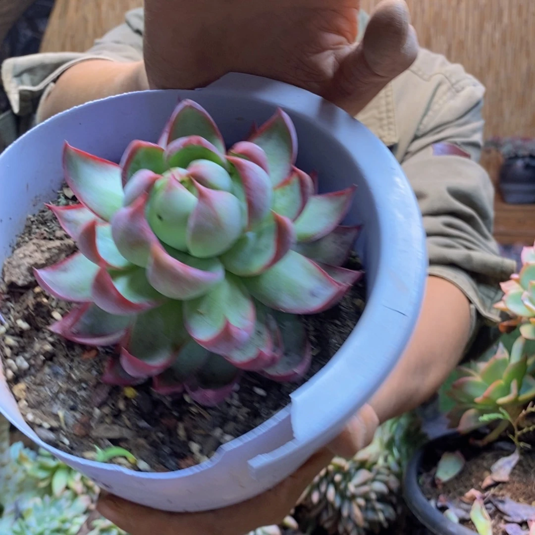 7号    惊鸿仙子