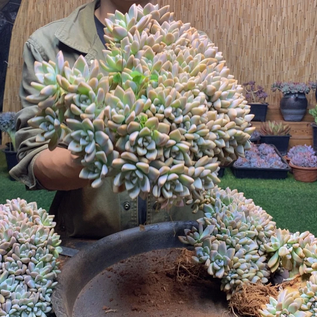 星***茶A102    淡雪缀化