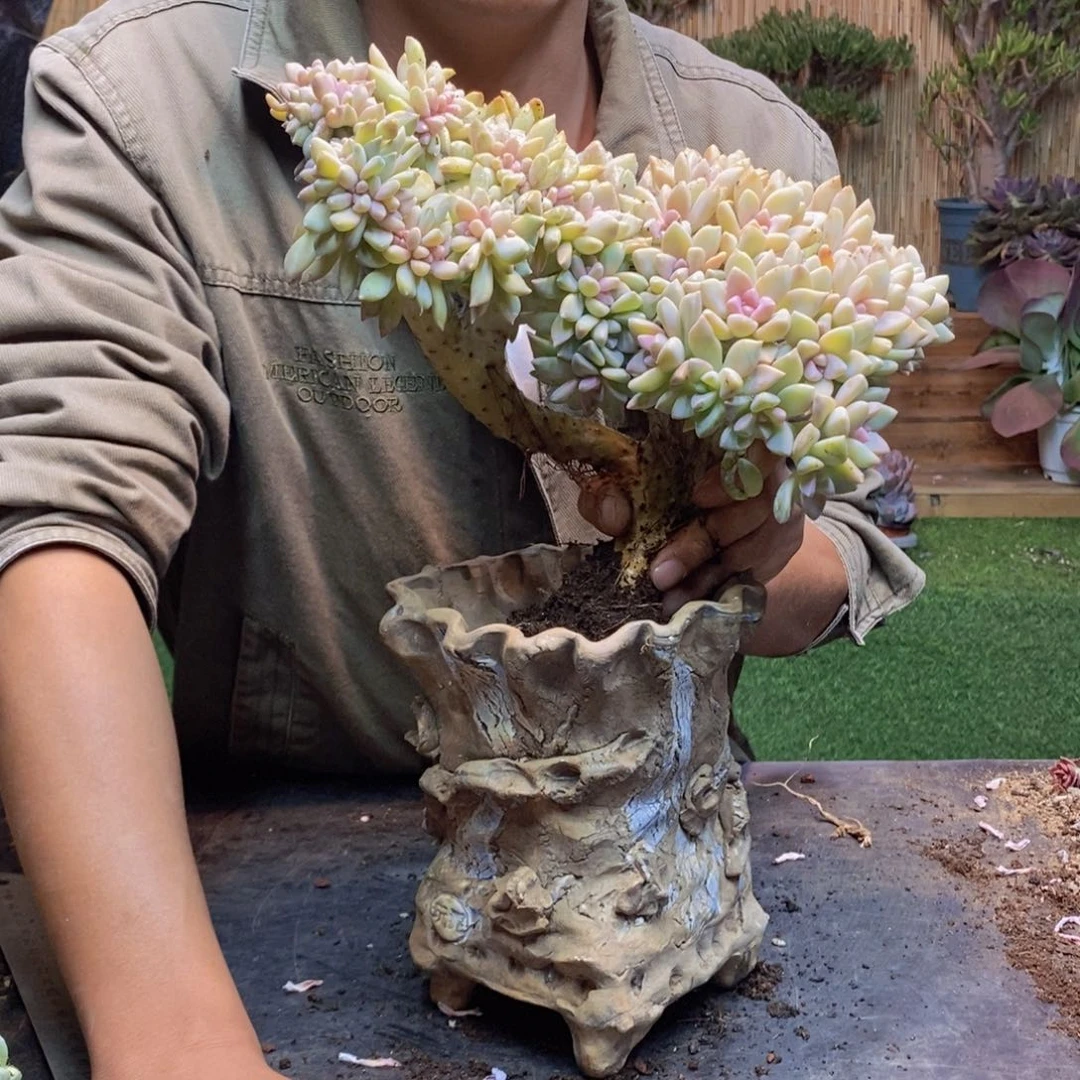 指***?08 号淡雪缀化。