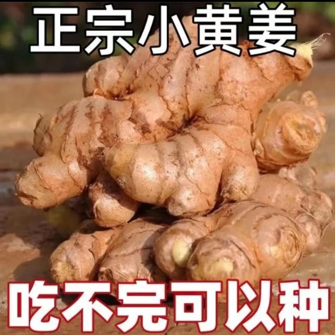 【正宗云南小黄姜】小黄姜本地新鲜蔬菜生姜整箱批发0.5斤-9斤调味