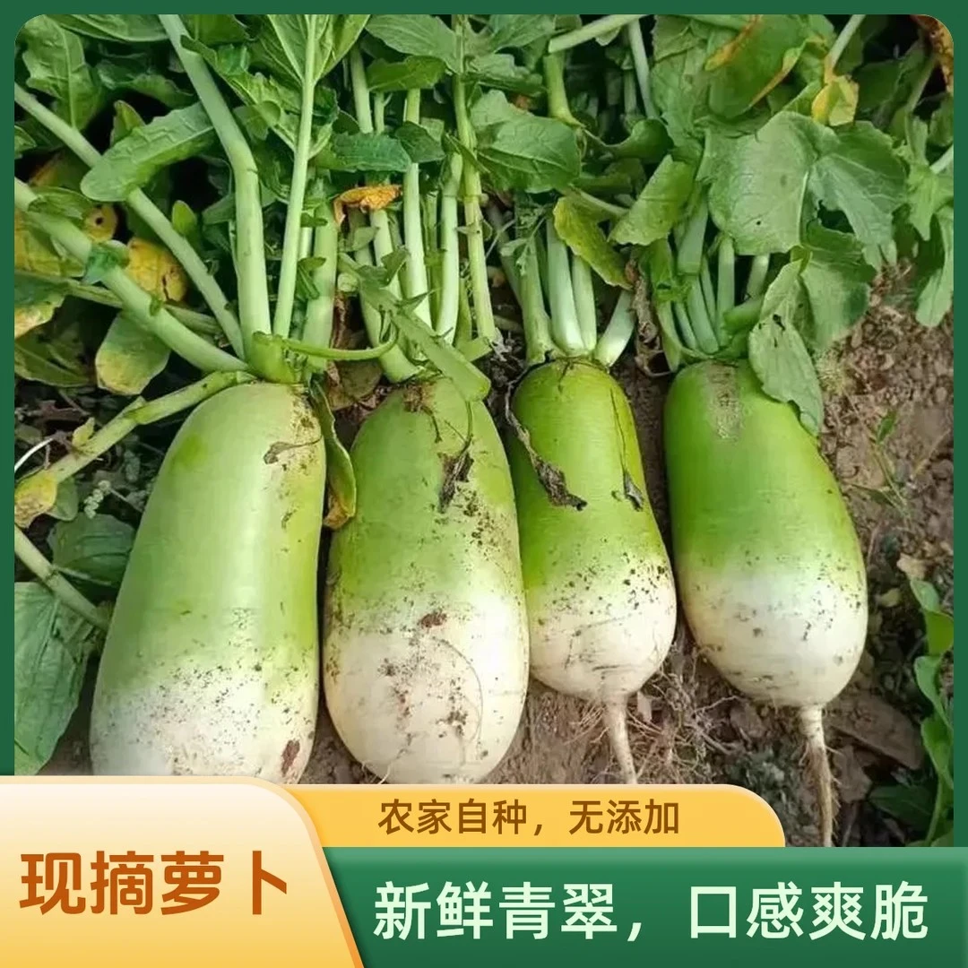 【主播推荐】 新鲜露天种植萝卜 凉拌炒菜生吃炸丸子腌萝卜等吃法