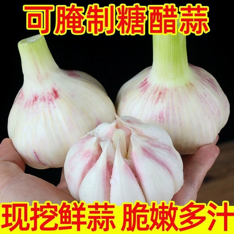 【品质保障】现挖新鲜蒜头新大蒜红紫皮大蒜腌糖醋蒜湿蒜生蒜嫩蒜