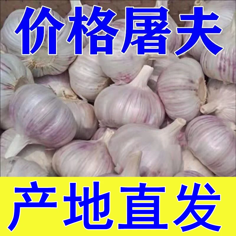 【直播福利 今年新蒜】杞县特产大蒜批发白紫皮大蒜头干蒜可吃可种