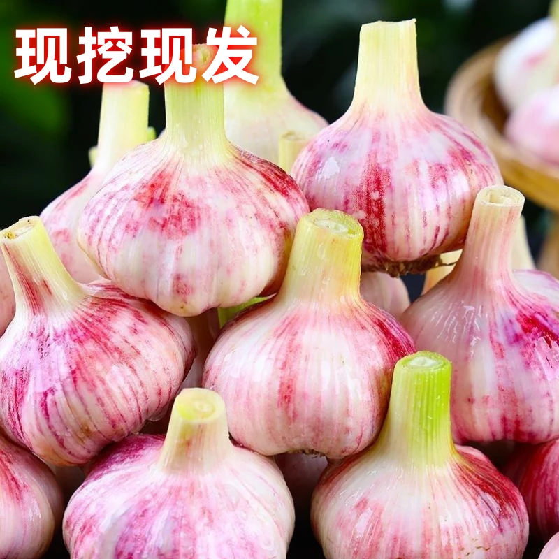新鲜湿蒜】河南开封白紫皮大蒜现挖蒜头糖蒜泡蒜优质农产品批发
