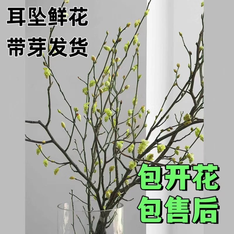 耳坠花鲜切枝鲜花水养植物室内装饰家庭插花耐寒植物云南直发
