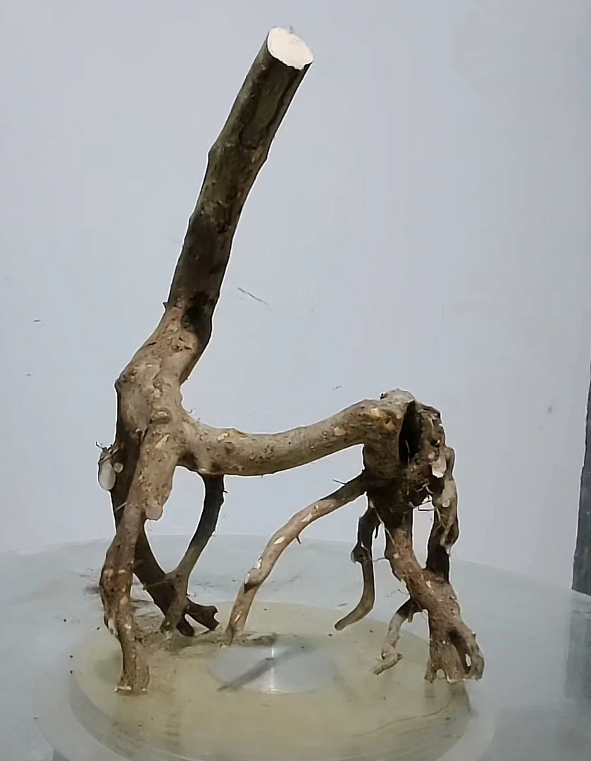 紫色杜鹃桩直播