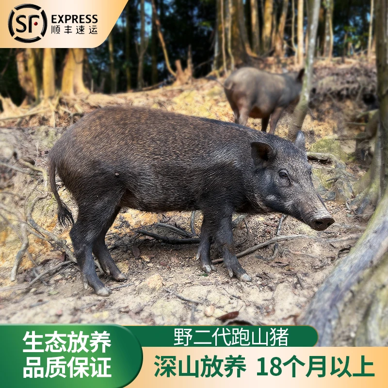 【预订下一头猪的部位】 野二代跑山猪肉预订满180顺丰冷链新鲜包邮