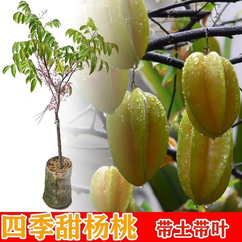 杨桃树苗台湾甜杨桃水果苗纯甜嫁接四季结果庭院地盆栽特大果树苗