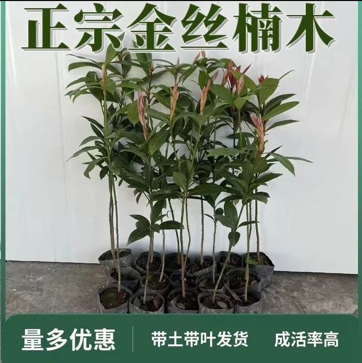 正宗金丝楠木苗名贵小叶桢楠树苗庭院南北方种植耐热耐寒盆栽绿植