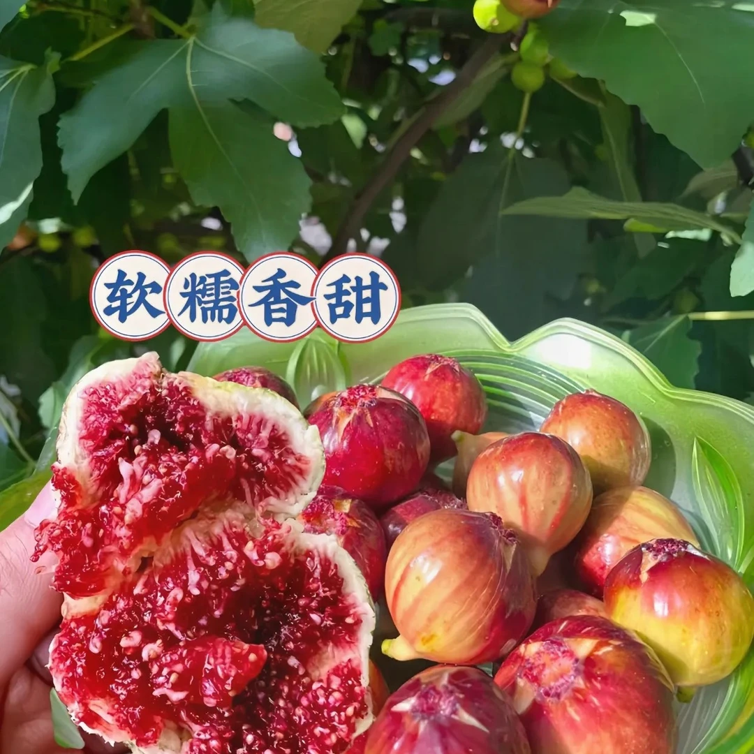 特大 耐寒无花果树苗 无花果苗盆栽无花果矮化四季种植当年结南北