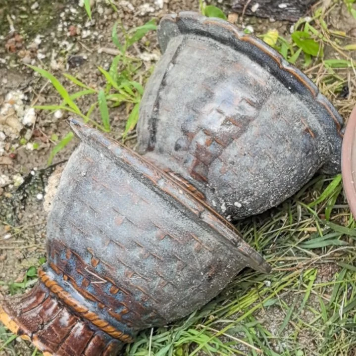 红陶20CM(含)-50CM(不含)热**年
