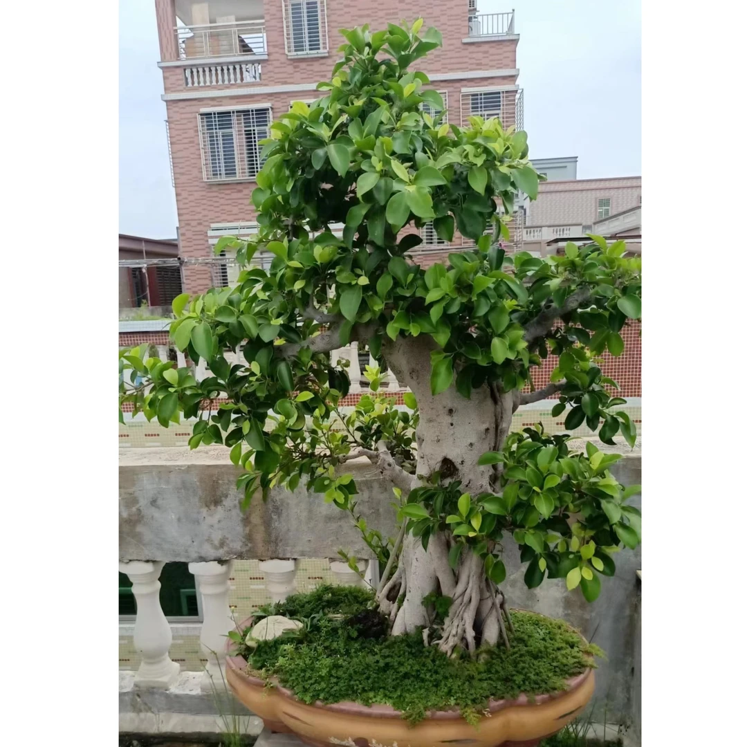 老桩榕树造型盆景土球