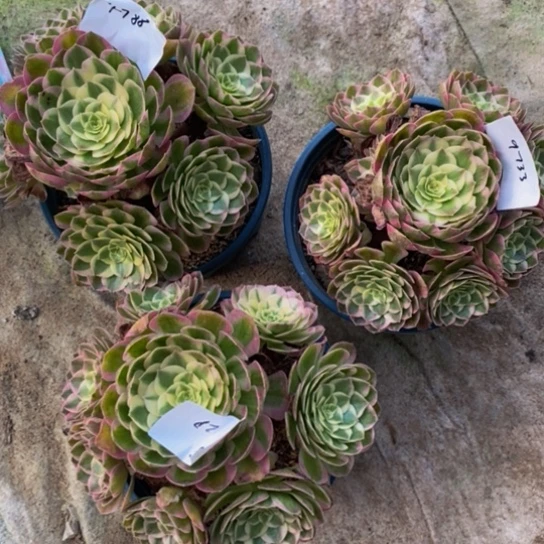 海王法师锦法师锦1颗