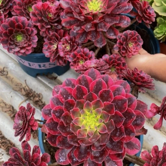 黑天鹅一颗老庄的