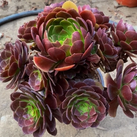 赤燕莲赤燕莲1颗1颗