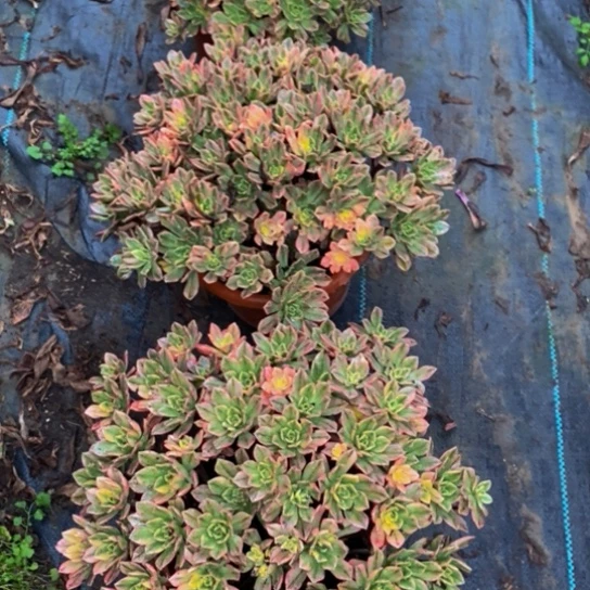 大大颗老庄甜茶一颗