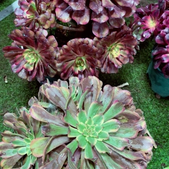 美肌加花脸粉黛一颗