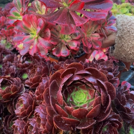 赤燕莲➕美杜莎多肉1颗