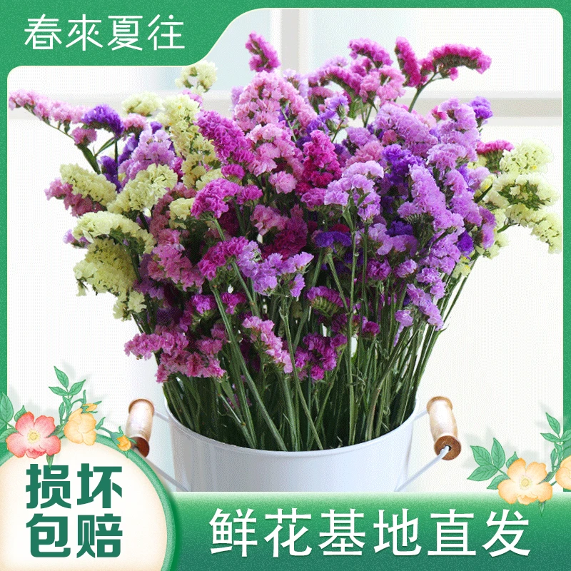 【勿忘我半干花】云南基地直发干花花束可以摆放1-2年不掉色