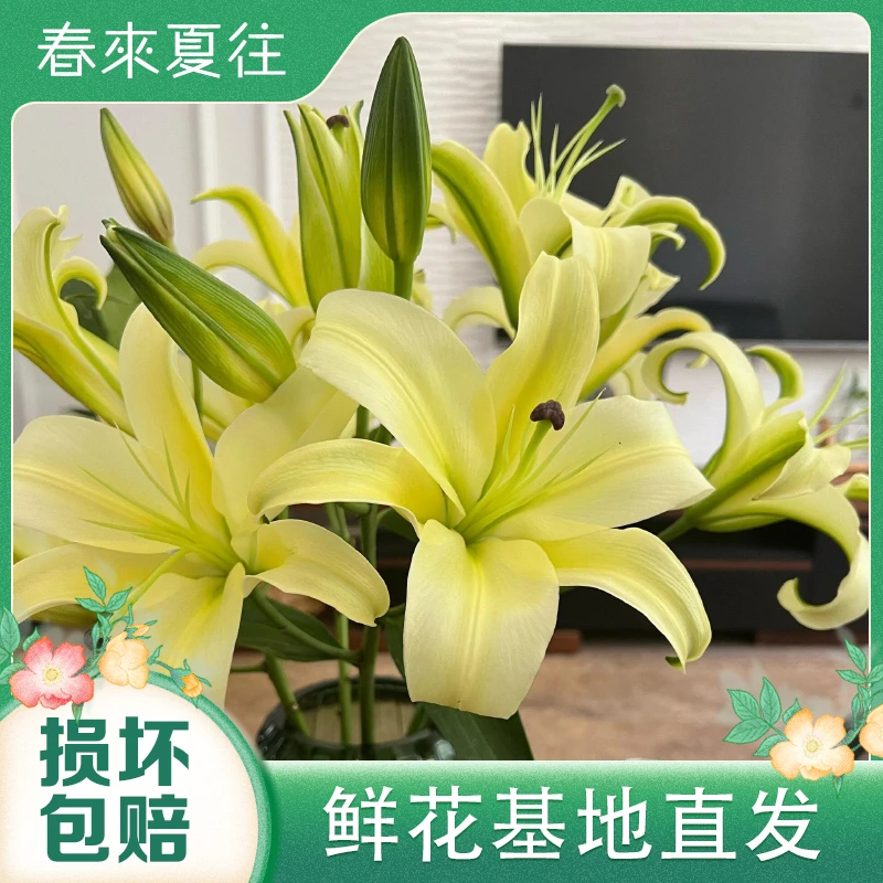 【黄天霸香水百合】云南基地直发粉色香水百合家庭插花