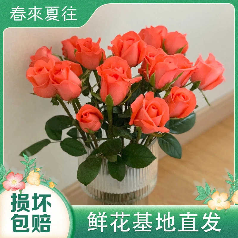 【春来夏往】粉玫瑰鲜花 云南基地直发 客厅家居摆件插花