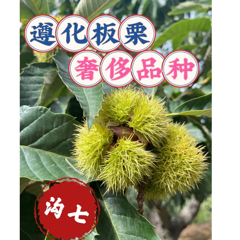 遵化特产沟七板栗　高端炒货店专用　皮薄肉黄软糯香甜　运费自理
