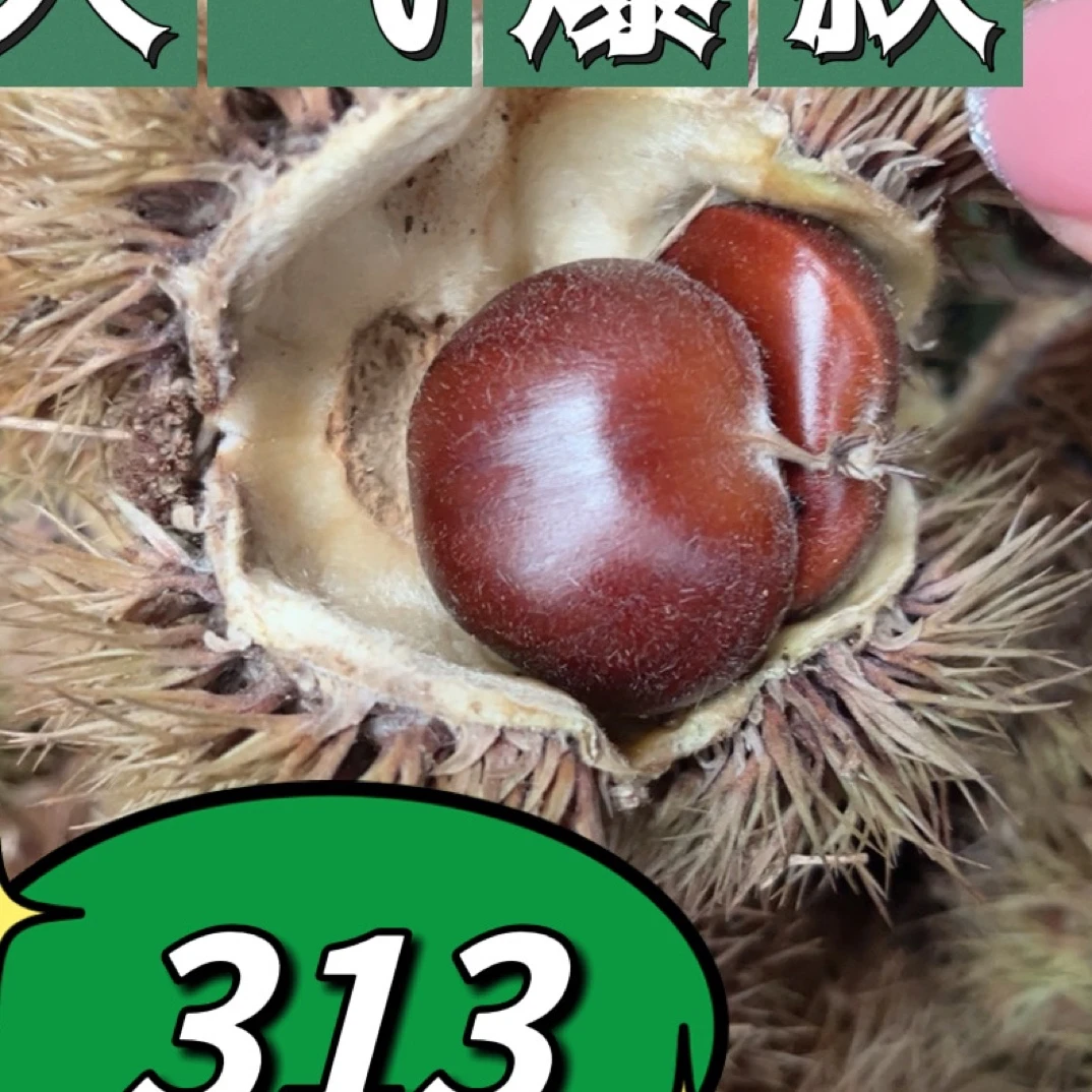 2024年　新板栗313板栗　遵化马兰峪产地直批　运费自理