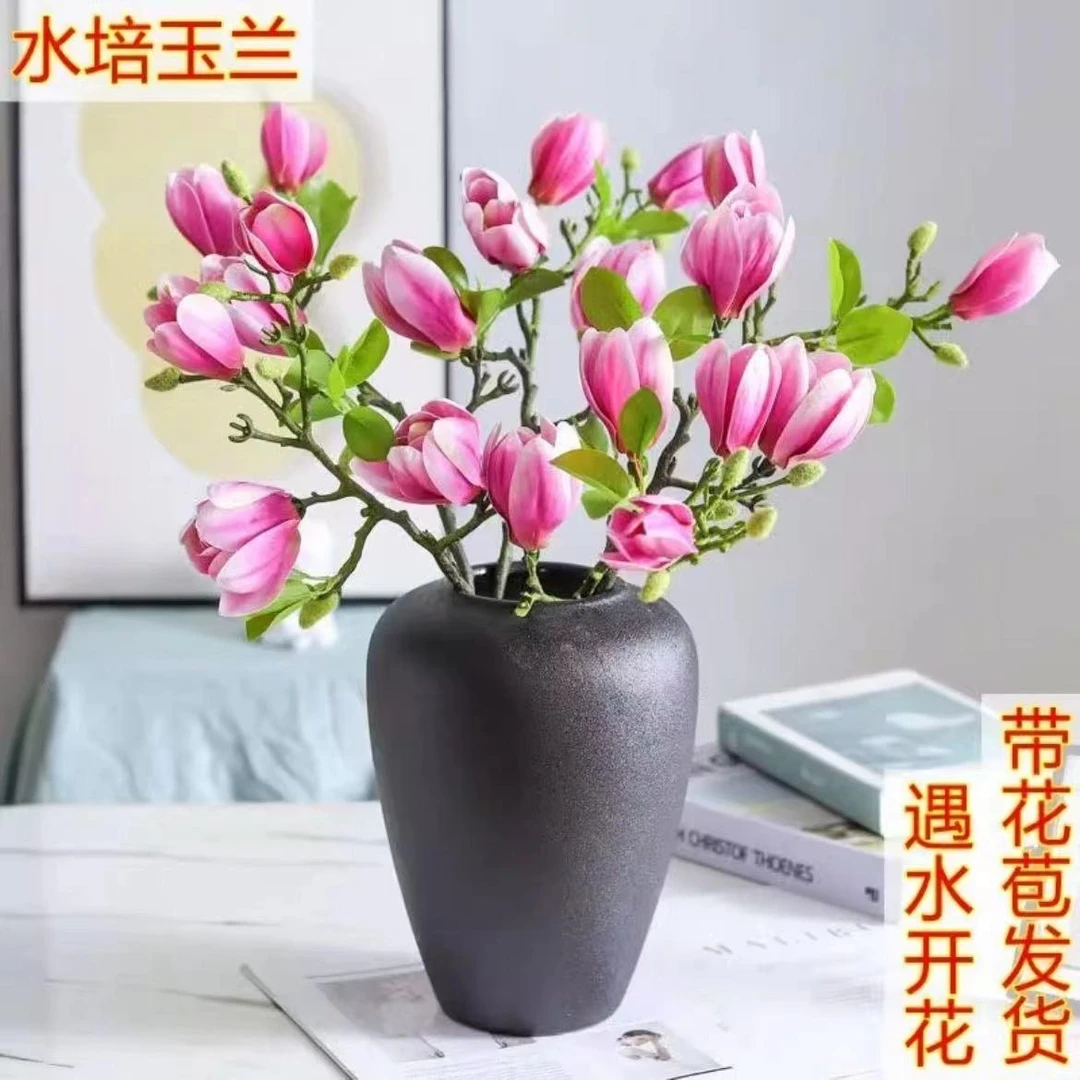 【春节开花】水培玉兰花卉室内水培客厅办公室内鲜切花开枝条绿植花