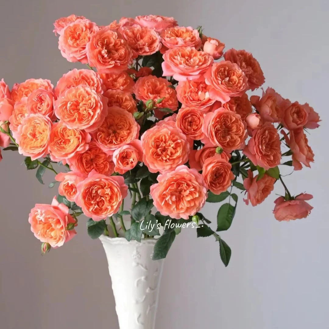 杏色果汁1把，一单包邮，两单升级京东或者顺丰冷链！