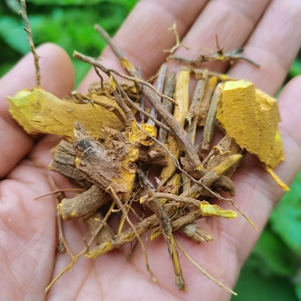 正宗贵州野生黄连三颗针干货农产品铜刺针黄莲刺根茎小刺500克包