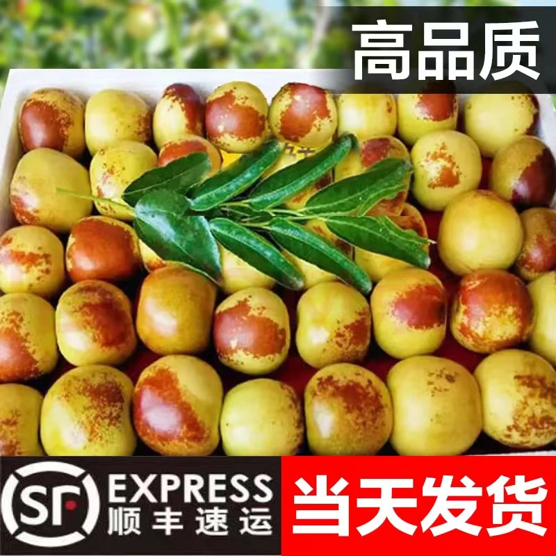 【现货】现摘冰糖冬枣山东脆甜沾化冬枣当季新鲜水果大3/5斤