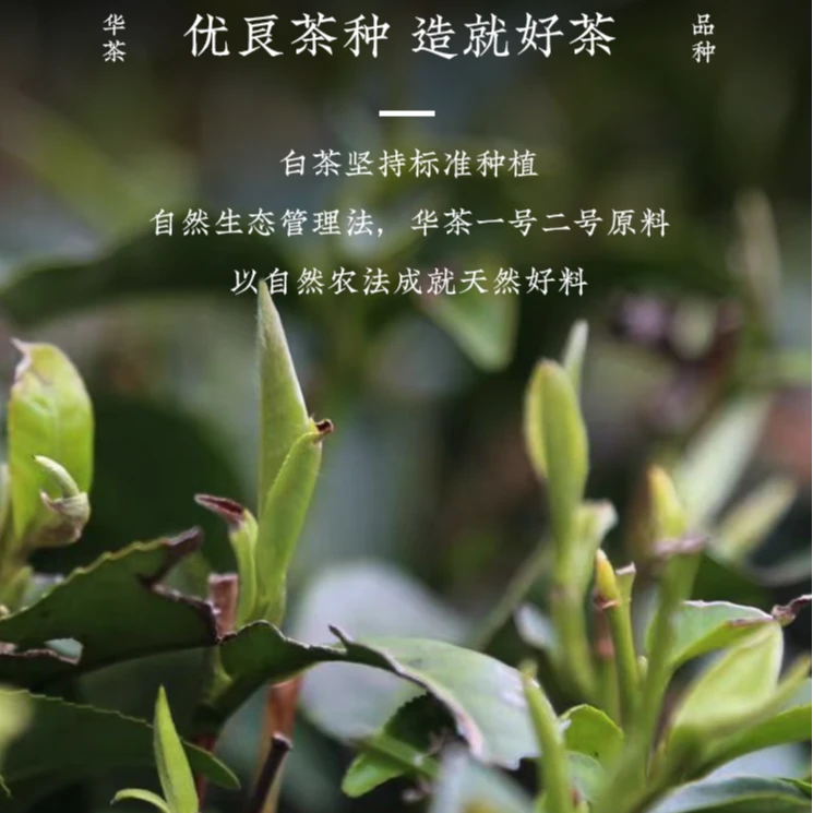 润古今 太北初青 2020年白牡丹30克