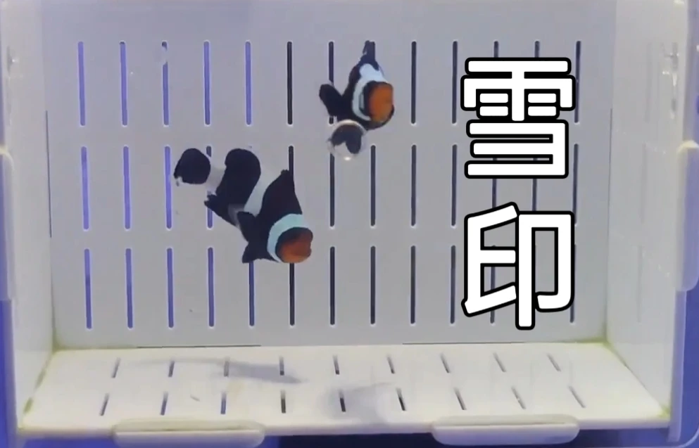 人工黑雪印2条顺丰包邮 海缸观赏鱼活体宠物饲养简单