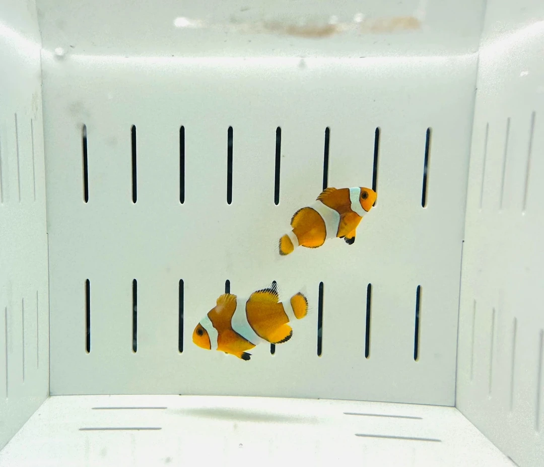 海缸观赏鱼小丑鱼 公子奥黑金透红 拍前联系主播