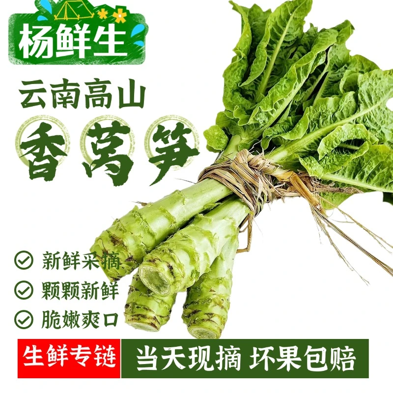 云南高山紫叶香莴笋莴苣当季新鲜露天种植现摘先发火锅时令蔬菜