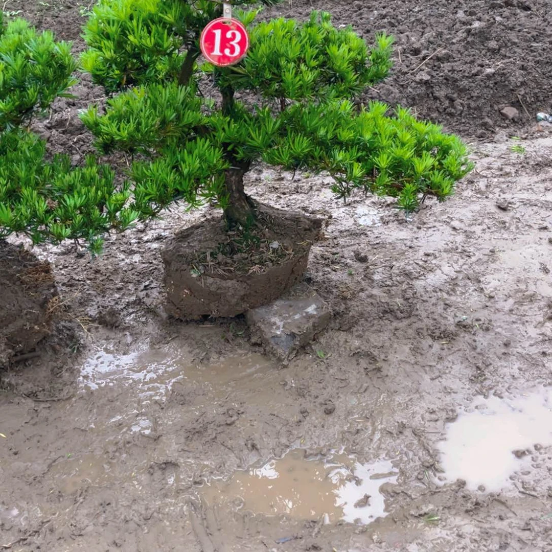 小****?147545658655865