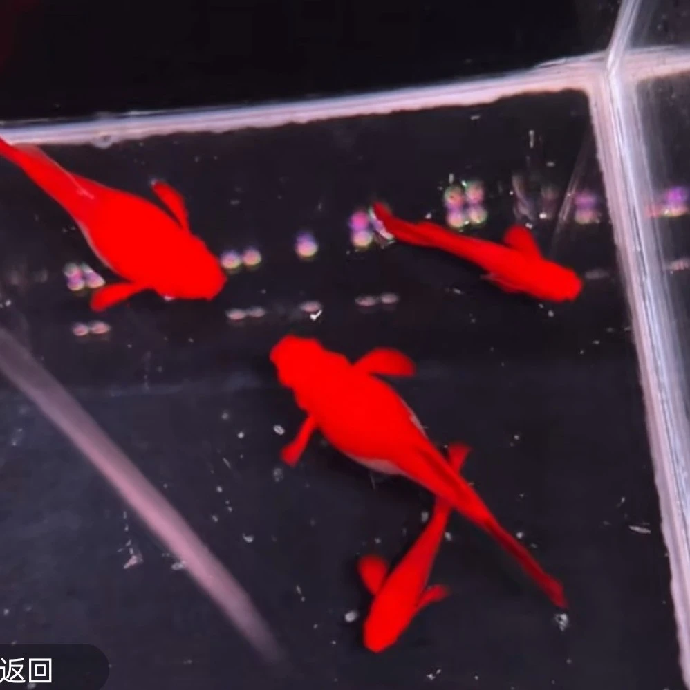 精品鸿运当头火麒麟基因的双粉水一对 3-4cm「超萌好物」