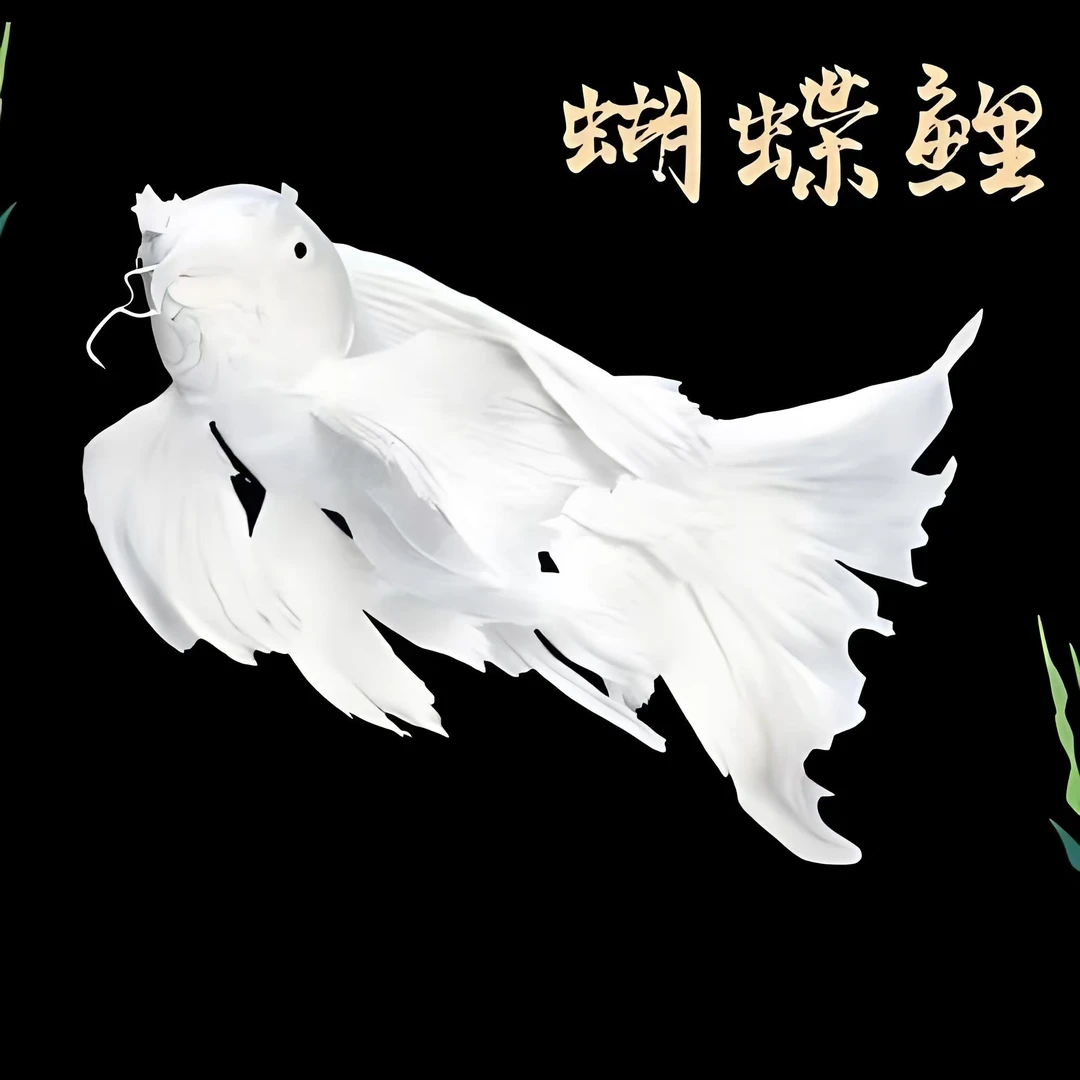 精品普身蝴蝶鲤活体观赏鱼鱼苗新手养鱼冷水淡水饲养混养养殖包活