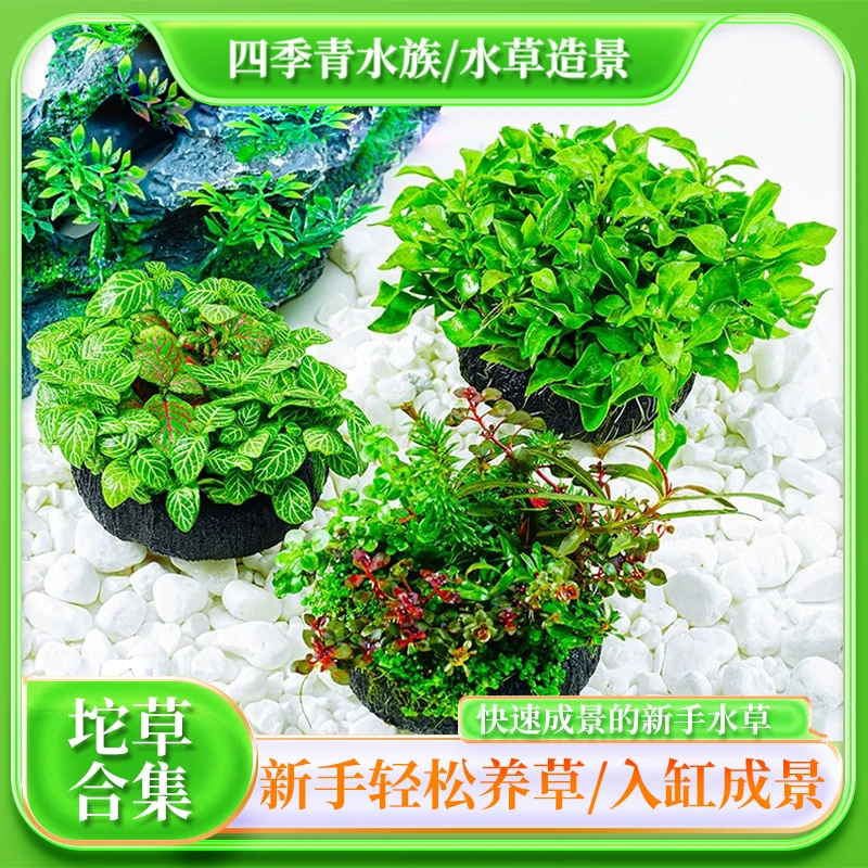 【新手懒人坨草】专业养水下叶阴性水草鱼缸造景净化水质无需种植