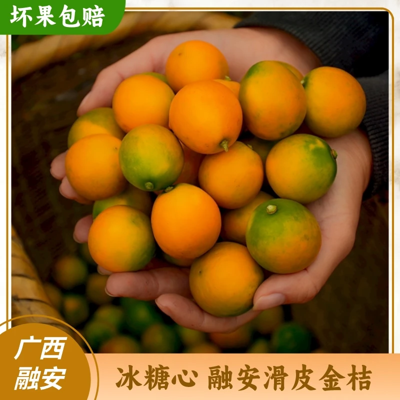 广西融安滑皮金桔脆皮糖心多汁3-5斤新鲜水果现摘现发脆蜜金柑