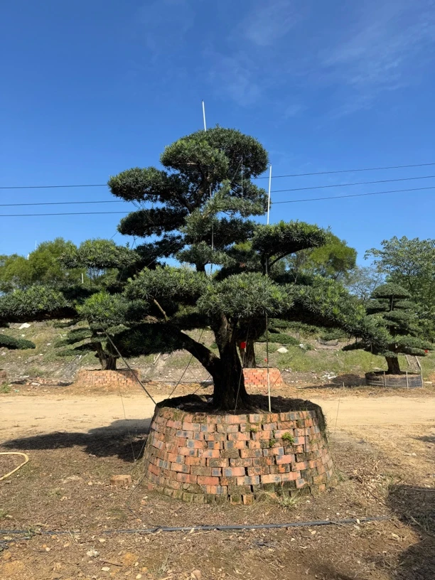 一物一拍，罗汉松造型树