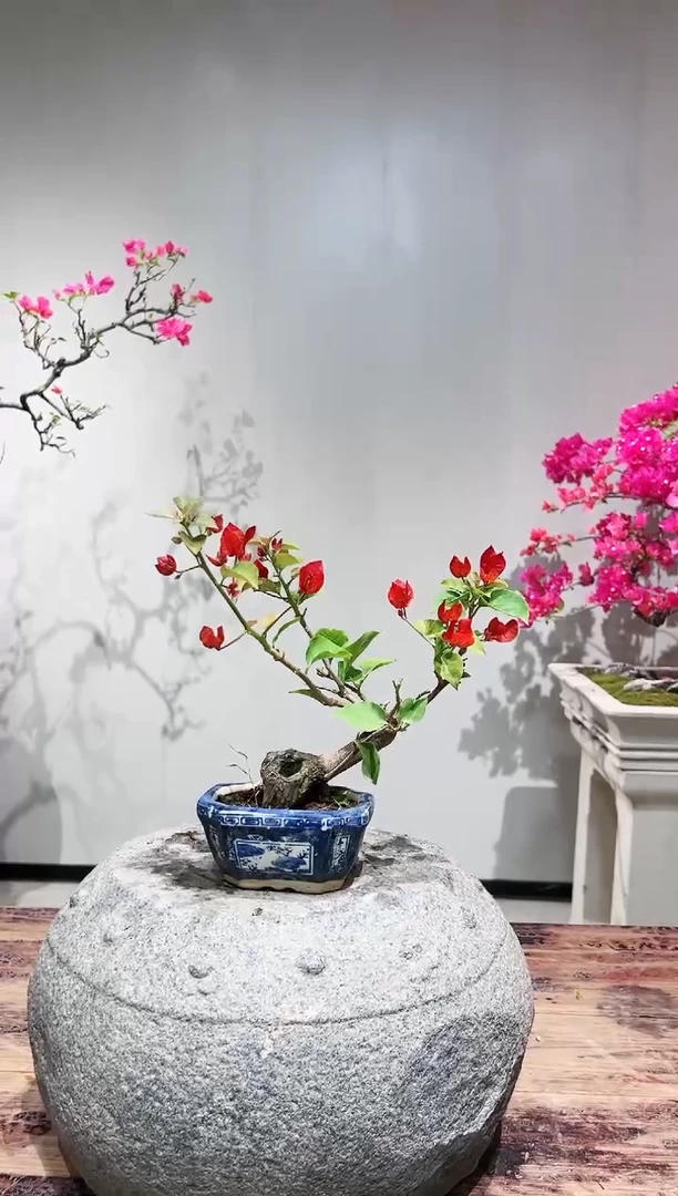 【闪购商品】盆景同安红