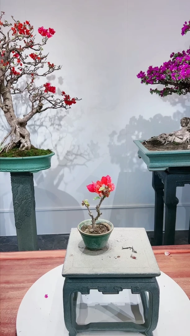 【闪购商品】同安红