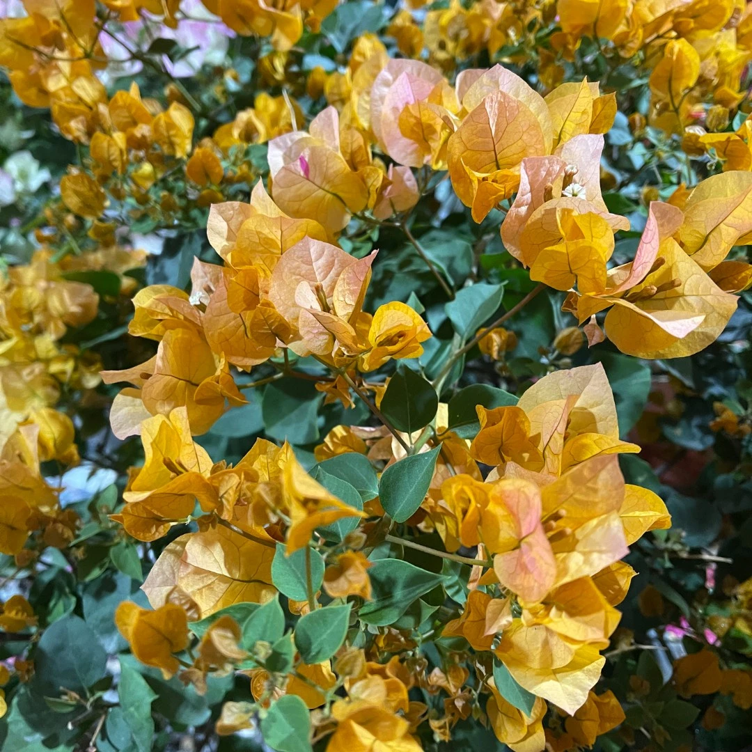 【一物一拍】精品盆景花卉绿植拍拍【999】 【非直播期间勿拍】