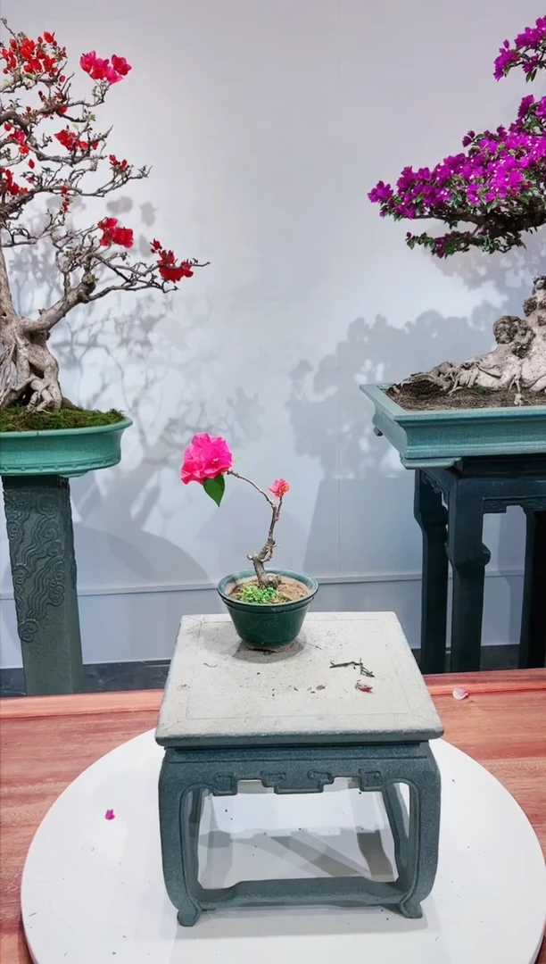 【闪购商品】同安红