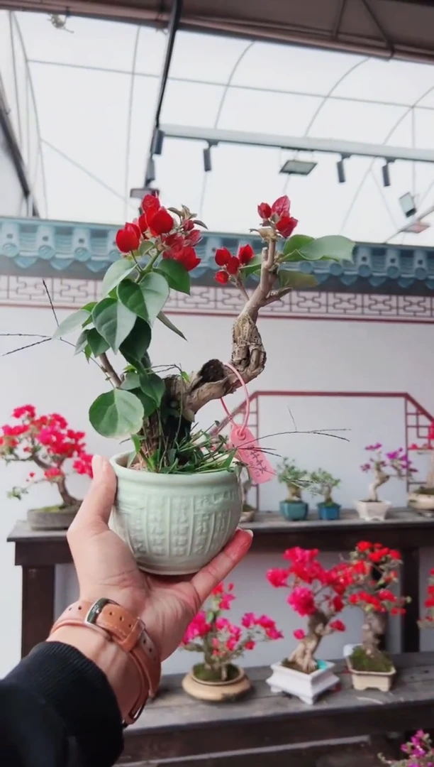 【闪购商品】韩国红