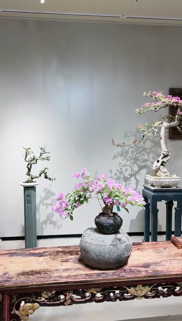 【闪购商品】苹果花