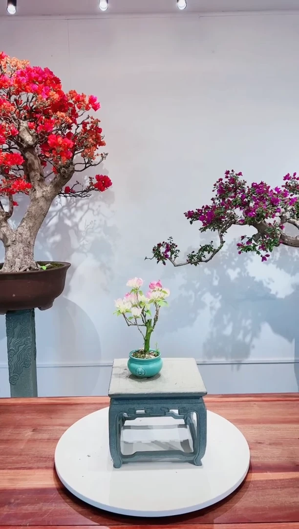 【闪购商品】绿樱花